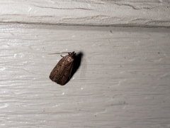 Glyphidocera juniperella