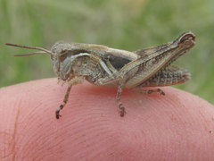 Melanoplus confusus