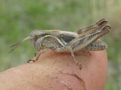 Melanoplus confusus