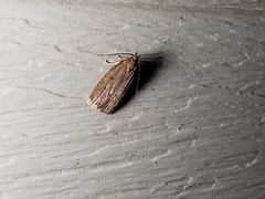 Glyphidocera juniperella