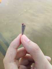 Terebrinae