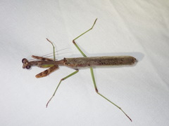 Stagmomantis resacae