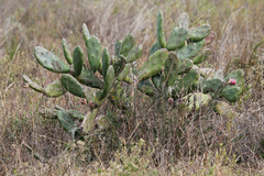 Opuntia elata