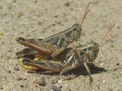 Melanoplus confusus