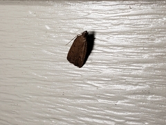 Glyphidocera juniperella