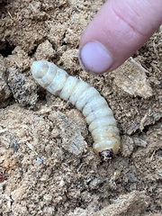 Prionoplus reticularis