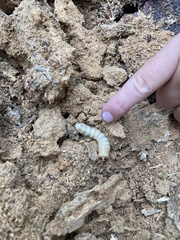 Prionoplus reticularis