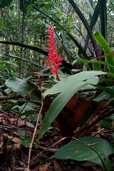 Aechmea fulgens