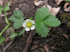 Fragaria vesca americana