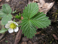 Fragaria vesca americana