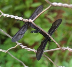 Stylura forficula