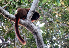 Callicebus personatus
