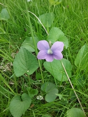 Viola sororia