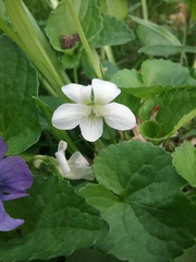 Viola sororia