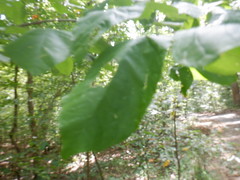Asimina triloba