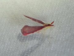 Anotia firebugia