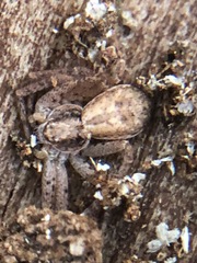 Philodromus dispar