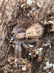 Philodromus dispar