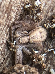 Philodromus dispar