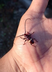 Lissonotus flavocinctus