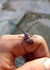 Lissonotus flavocinctus