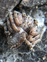 Philodromus aureolus