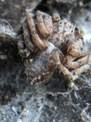 Philodromus aureolus