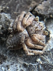 Philodromus aureolus