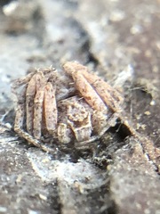 Philodromus aureolus