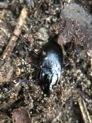 Coleoptera