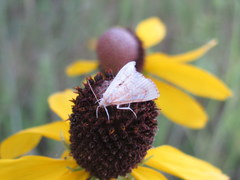 Glaphyriinae