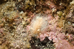 Acanthodoris pilosa