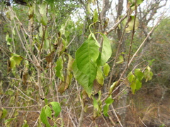 Pisonia zapallo