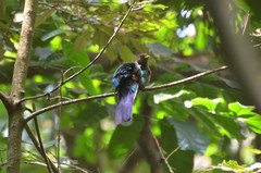 Apaloderma vittatum