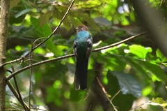 Apaloderma vittatum