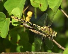 Ophiogomphus occidentis