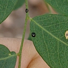 Coccinellidae