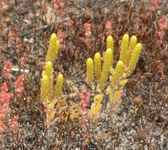 Gnephosis drummondii