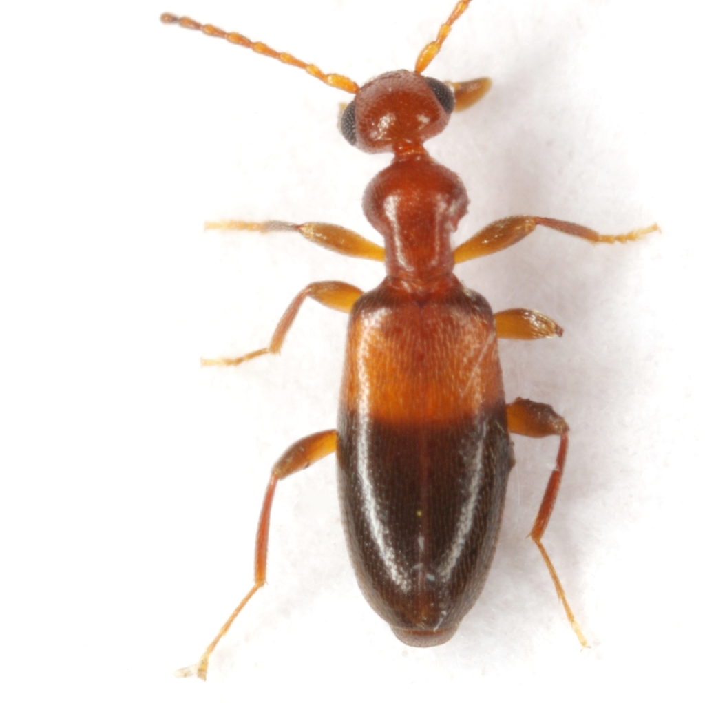Ischyropalpus cochisei