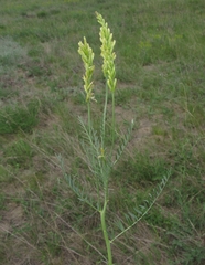 Astragalus asper