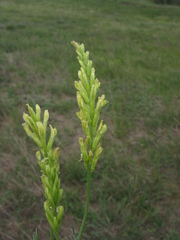 Astragalus asper