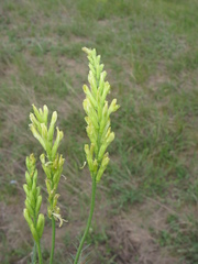 Astragalus asper
