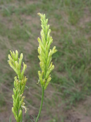 Astragalus asper