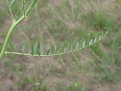 Astragalus asper