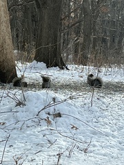 Sciurus carolinensis