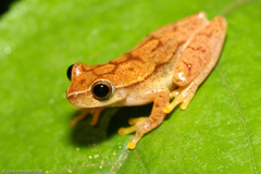 Small-Headed Treefrog photo 1