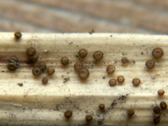 Trichopezizella nidulus