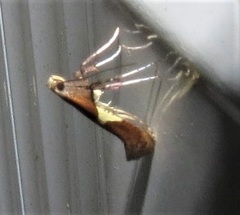 Caloptilia packardella