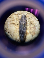Agrilus lecontei