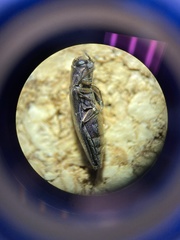 Agrilus lecontei
